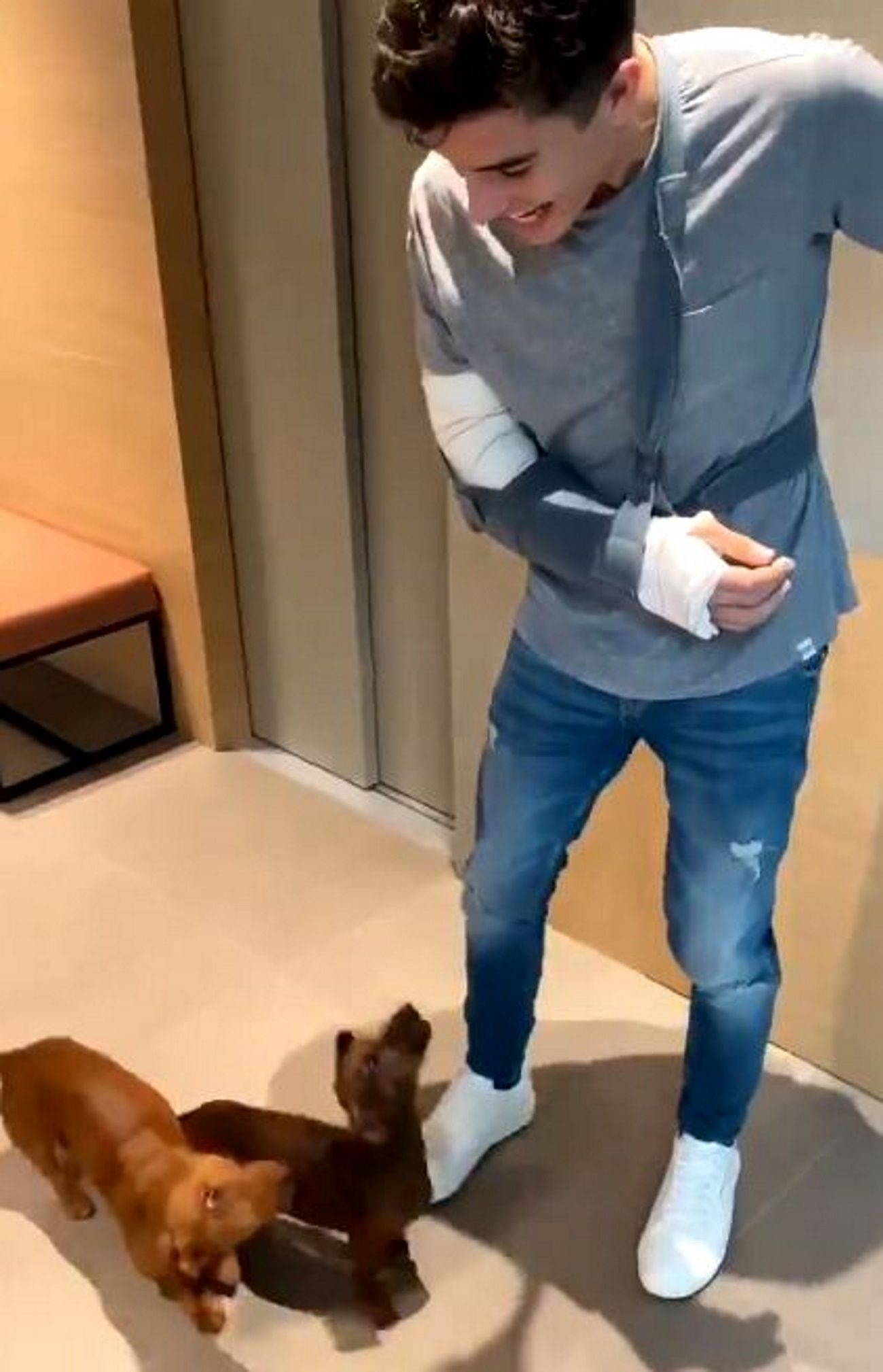 El recibimiento de los perros de Marc Márquez a su vuelta del hospital / Twitter @marcmarquez