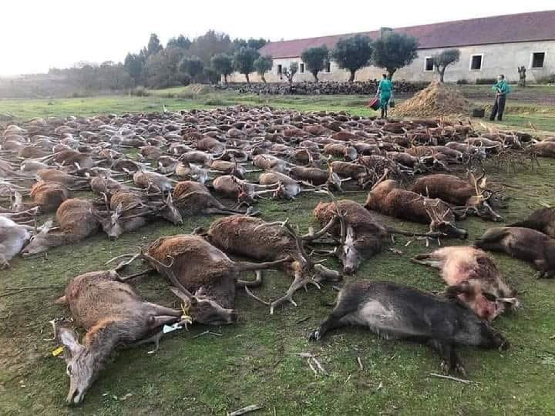 Caza de 500 ciervos / Twitter AlbertoMancebo