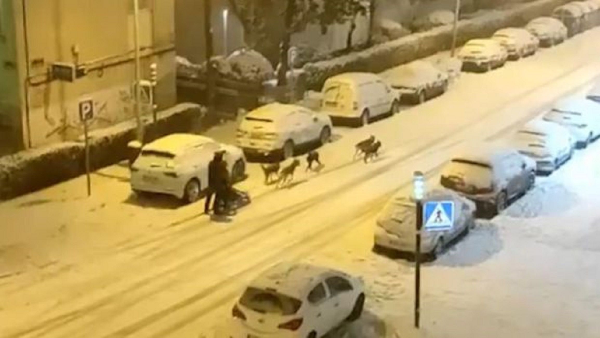 Trineo con perros temporal nieve Madrid / Twitter