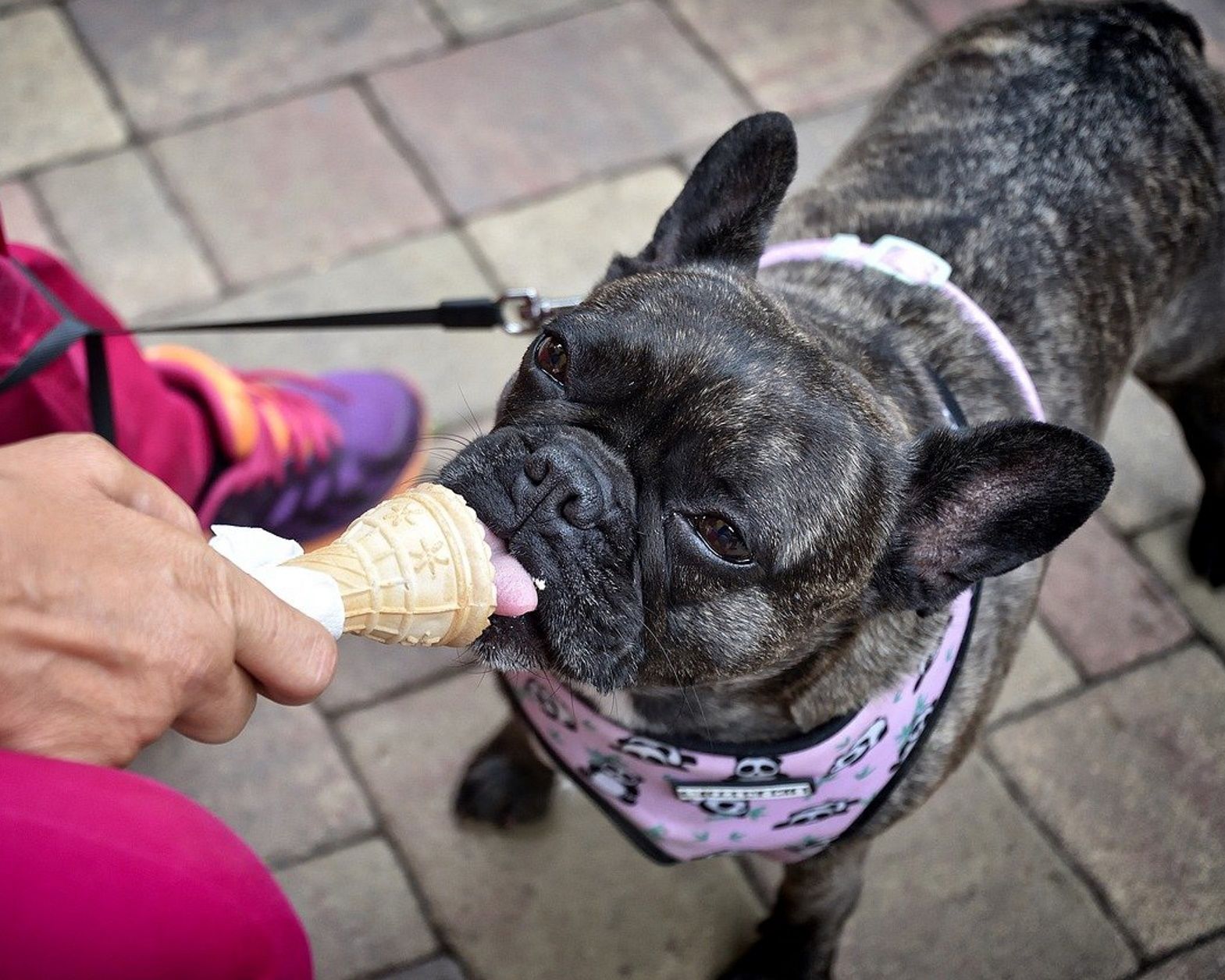 Perro come helado / Pixabay