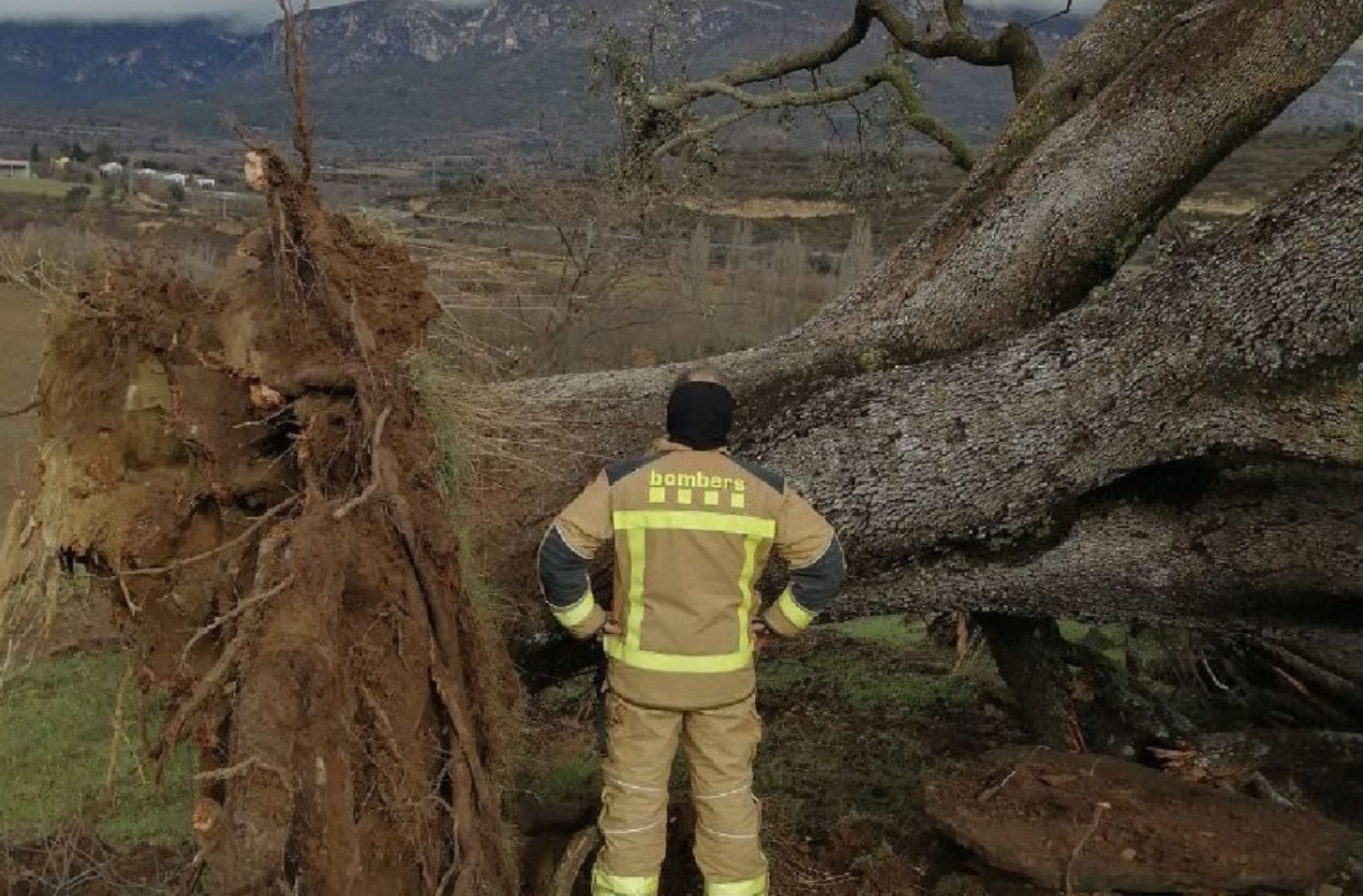 La tormenta cono viento huracanado ha arrancado una encina centenaria en Àger, en Lleida Bomberos