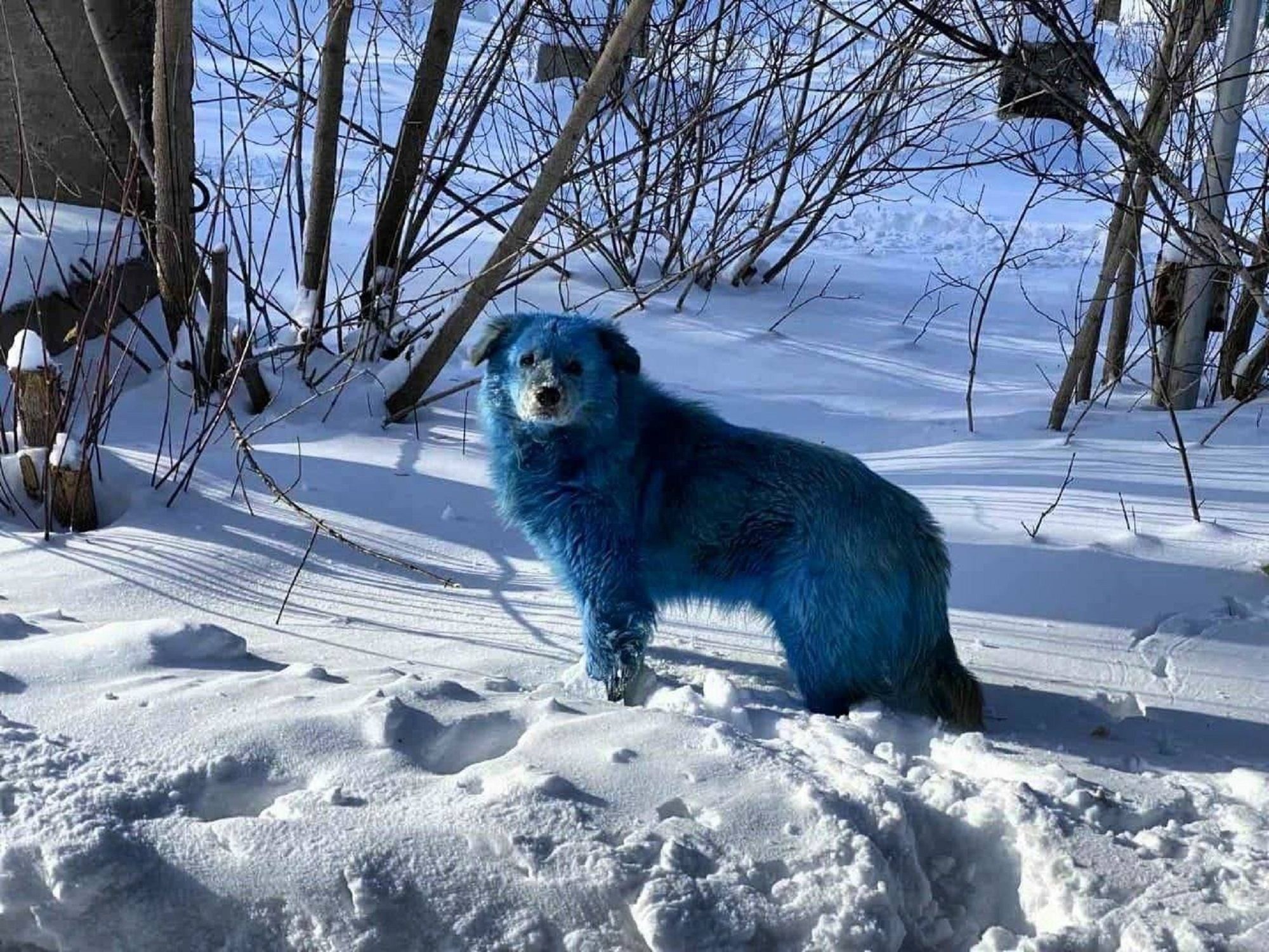 Perros azules Rusia / Twitter Alex Kokcharov