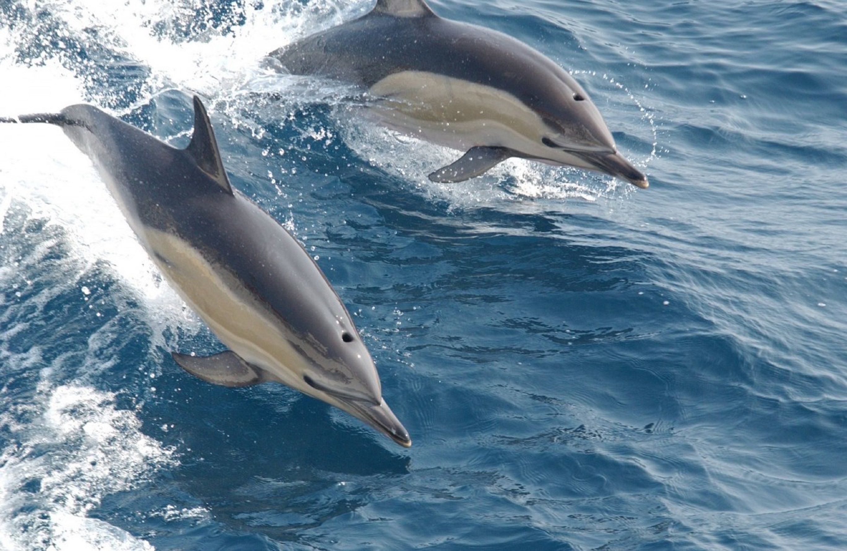 Delfin rallado / PxHere