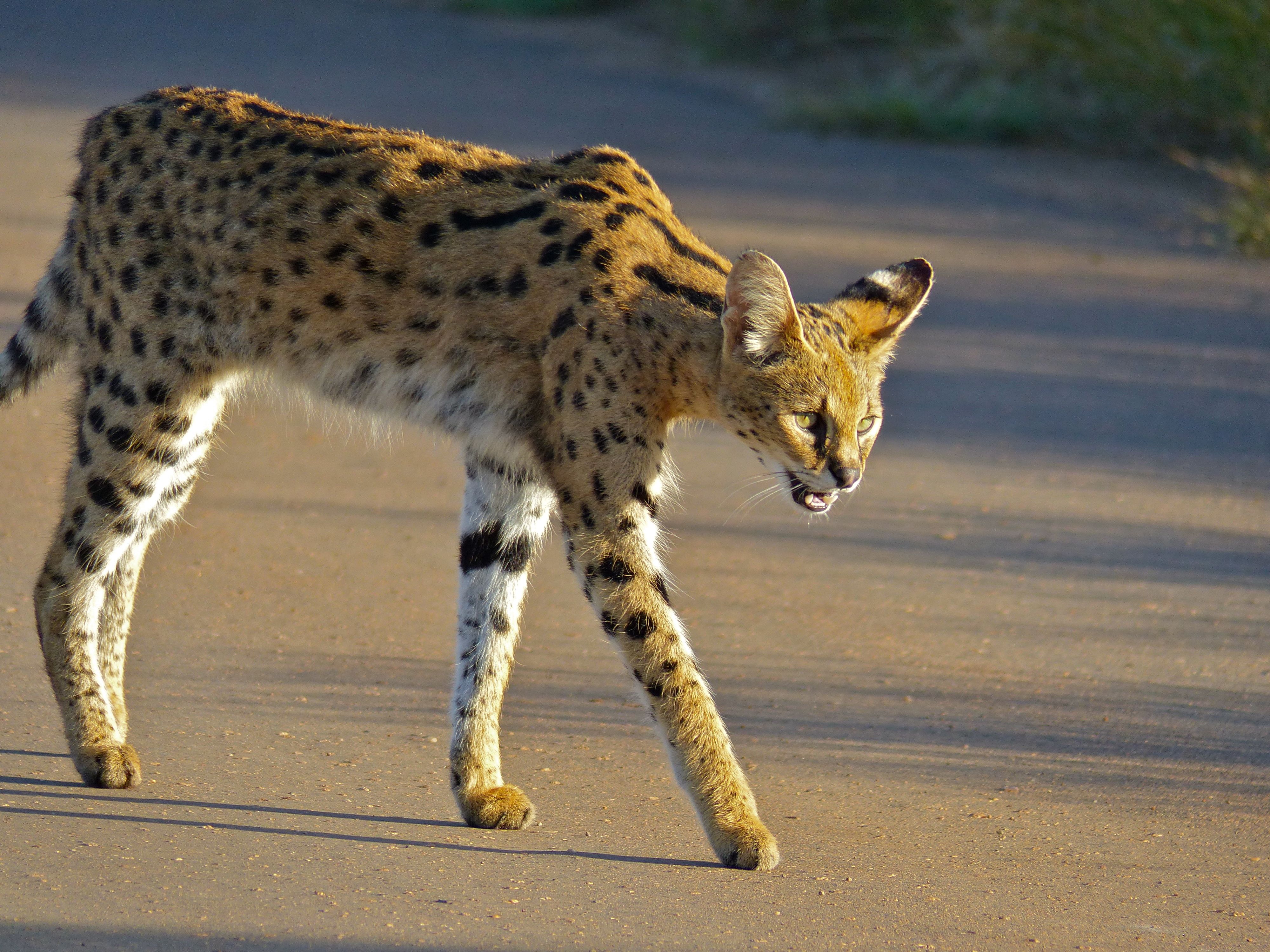 Serval Leptailurus serval