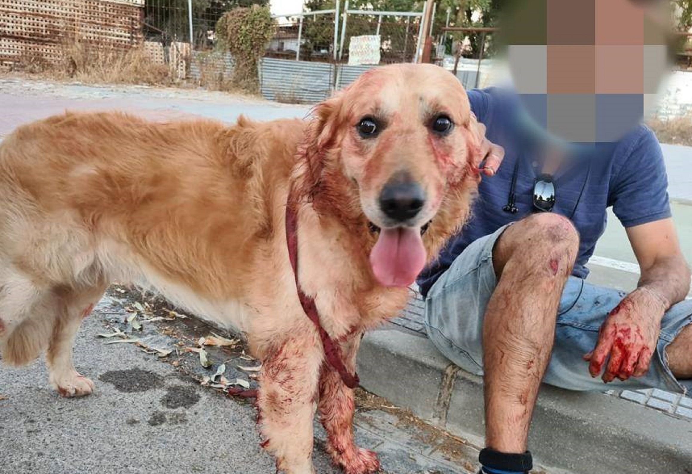 Ataqui gossos Trencada / Policia Local de Trencada