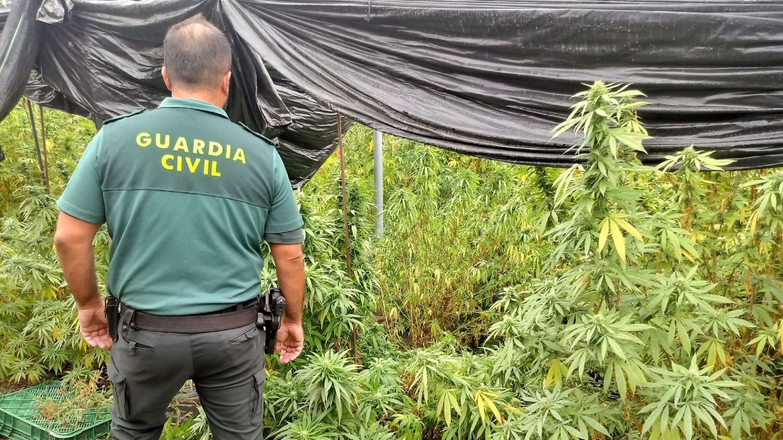 Plantación Marihuana / Europa Press