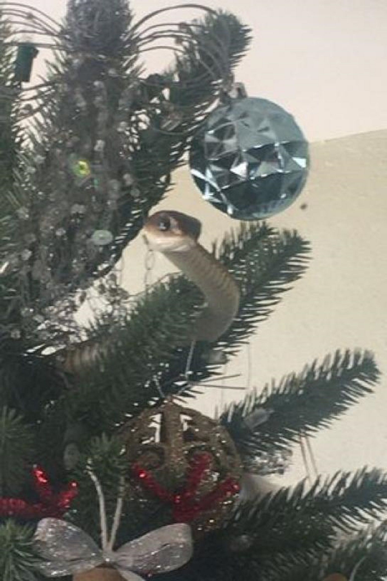Culebra en el árbol de Navidad / Gerrie Heyn