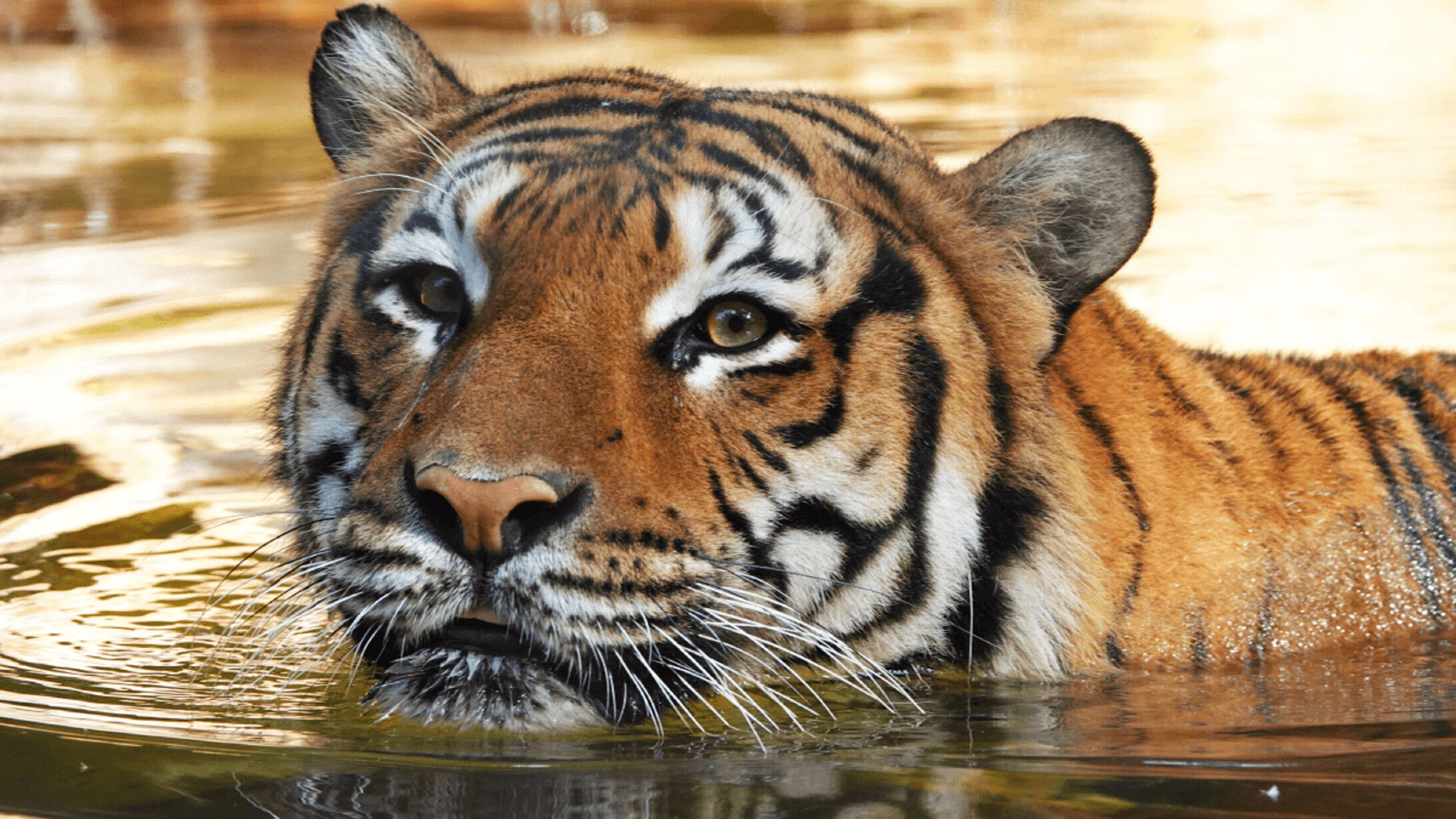 Tigre malayo / Naples zoo