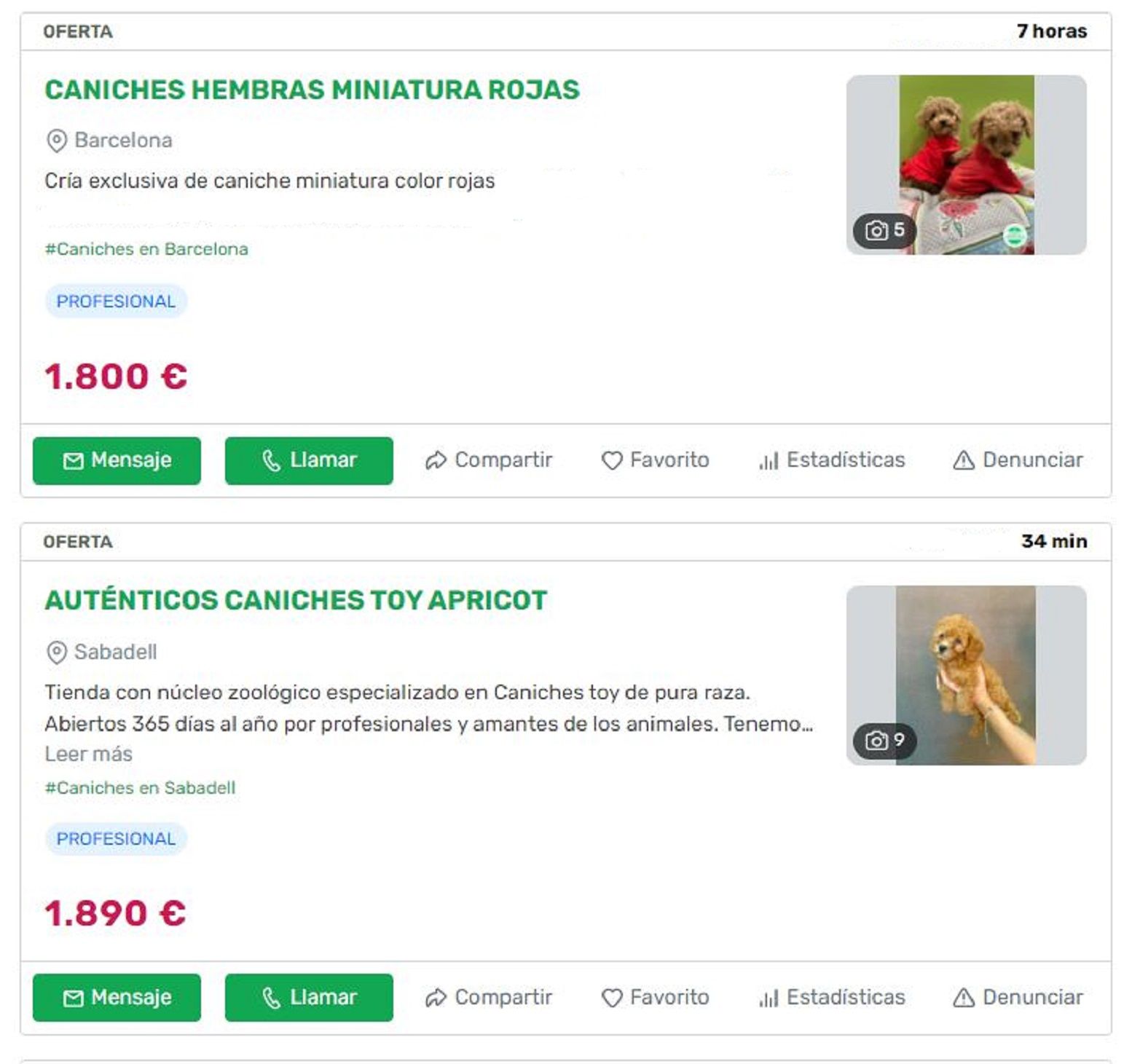 Caniches a la venda en Milanuncios.com / El Caso