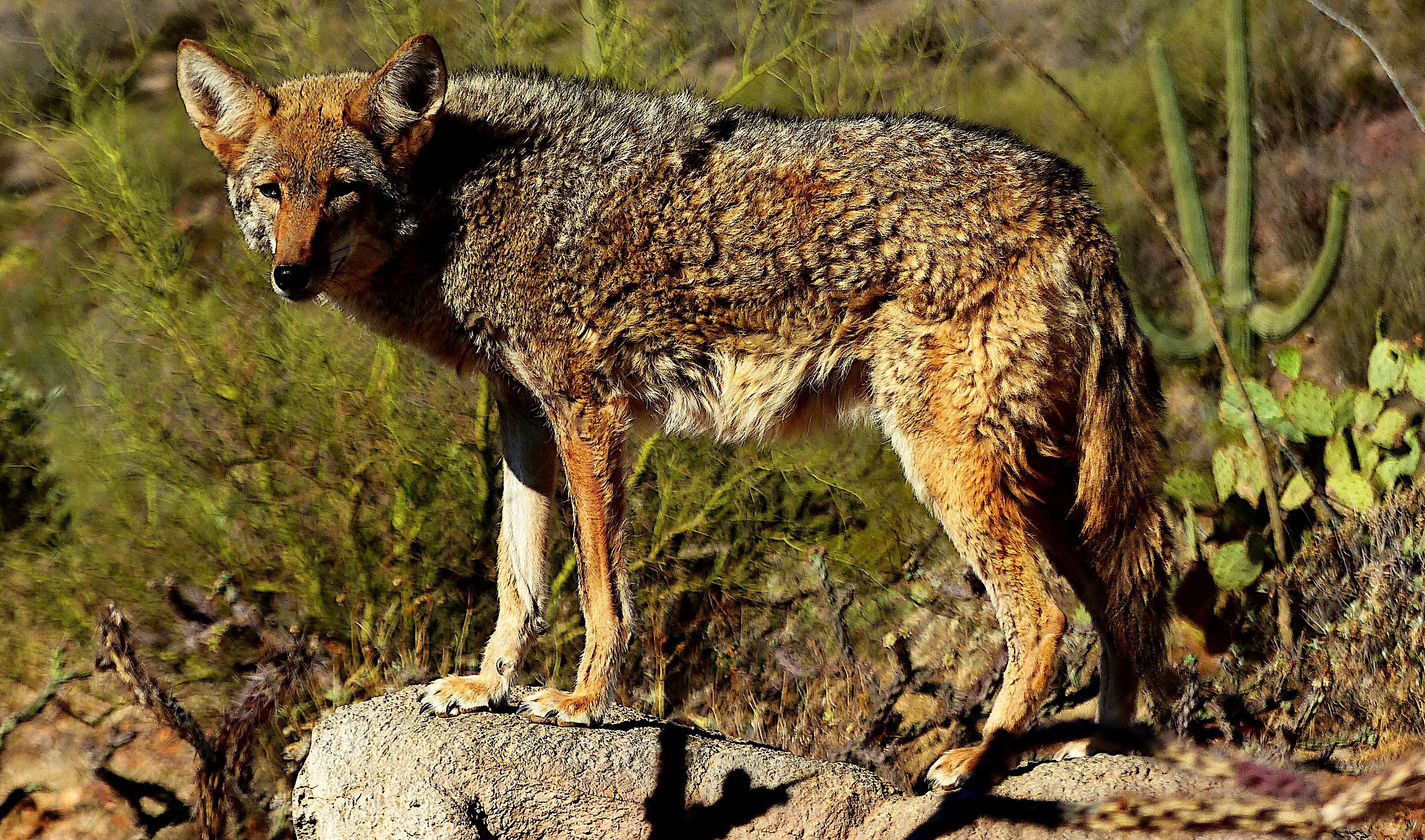 Coyote Pixabay