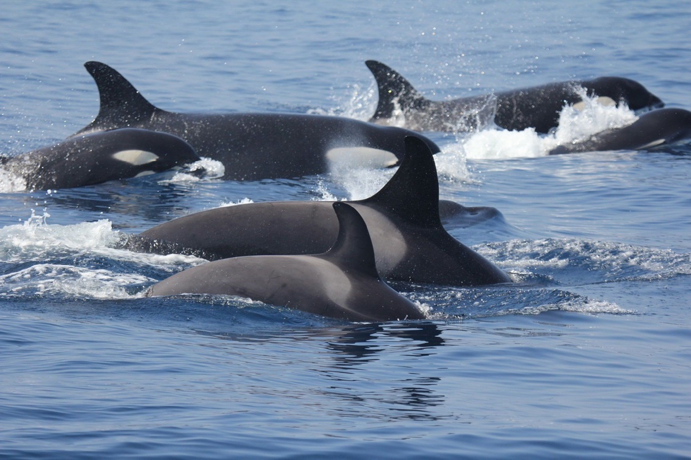 orcas europa press
