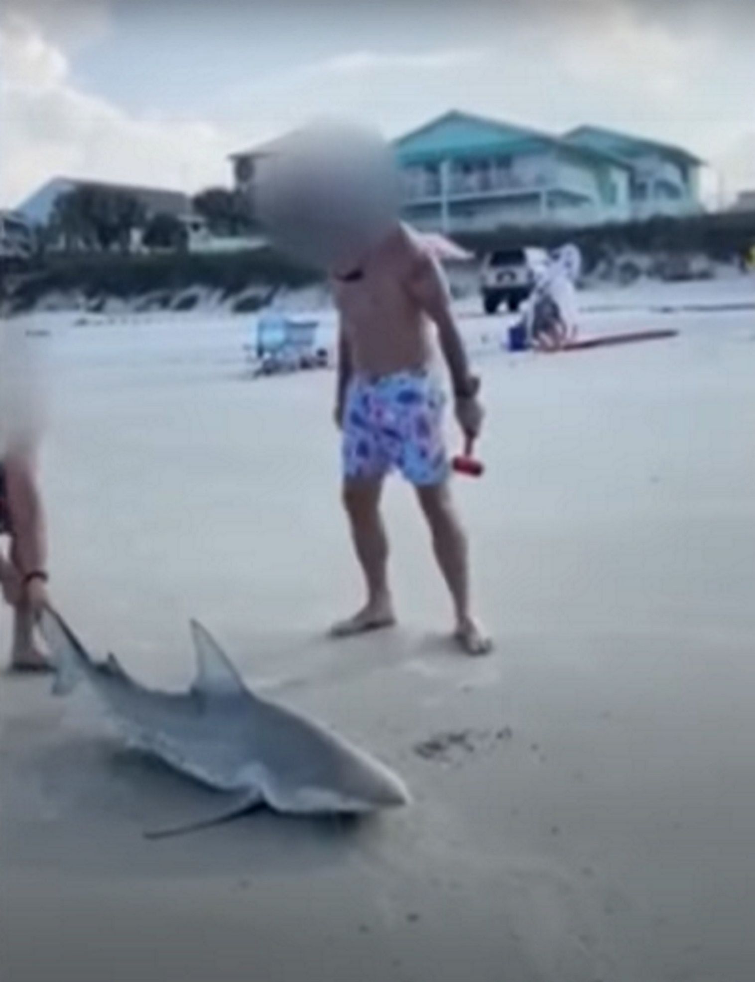 Matan tiburón Florida
