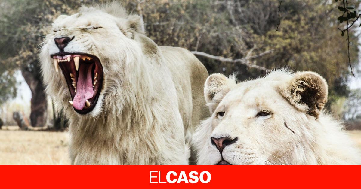 elcaso.elnacional.cat