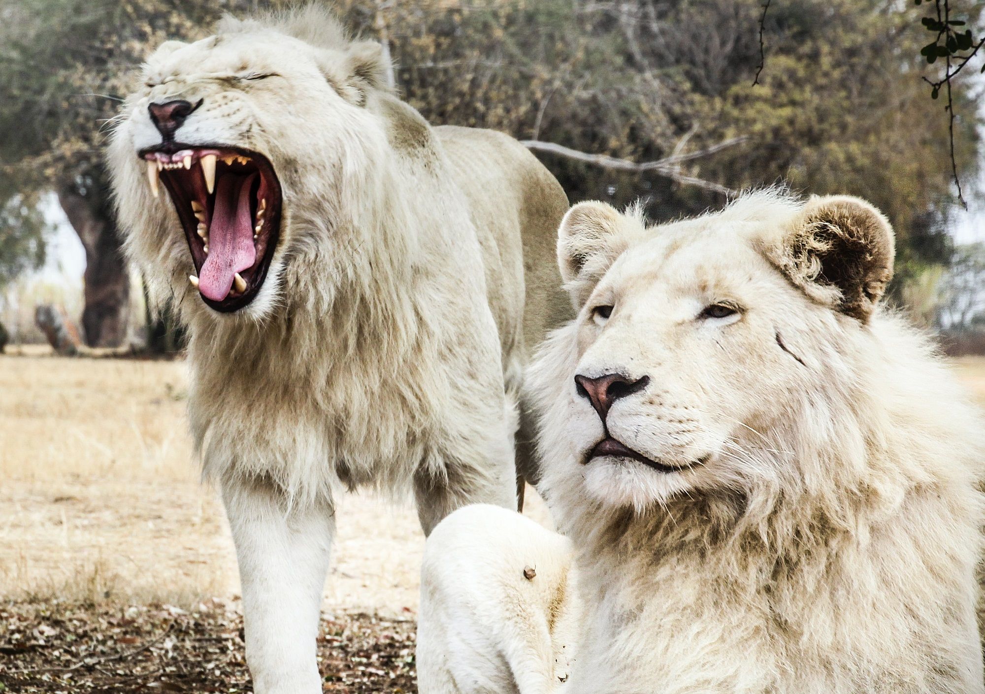 leon blanco ataca mata hombre zoo accra ghana