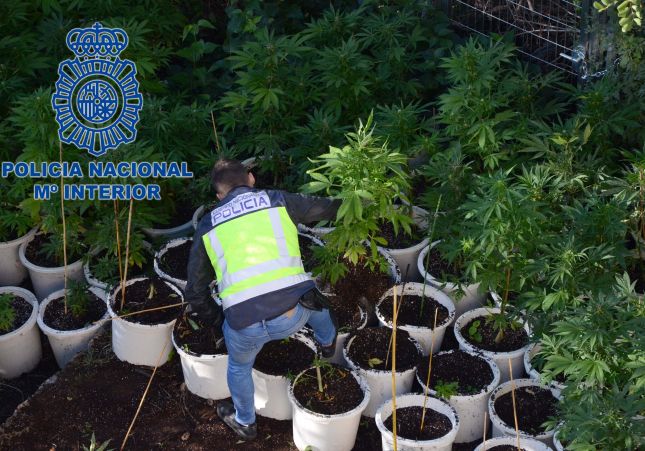 Plantacions marihuana Valls Plantacions marihuana Valls