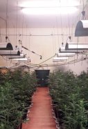 marihuana-Mossos d'Esquadra