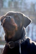 rottweiler pixabay