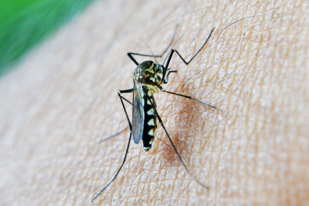 mosquit malària - pixabay