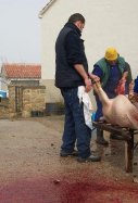 Matanza cerdo Wikipedia