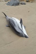 Delfines_Europa Press_Gobierno de Cantabria