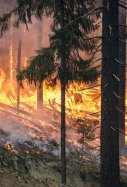 incendi forestal - pixabay