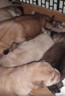Cadells abandonats Associació Amics Peluts Baix Cinca