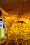 Operacion Patagonia plantaciones marihuana Valls
