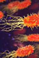 bacteria - pixabay