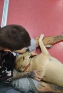 perro muerto guardia urbana barcelona