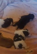 cuatro cachorros rescatados