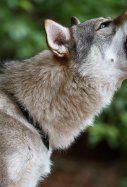 Perro Lobo checoslovaco