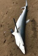 Troben una tintorera en una platja basca