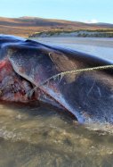 Ballena muerta Isla de Harris / Scottish Marine Animal Stranding Scheme
