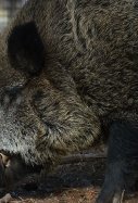 jabali