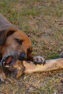 Perro comiendo un hueso / Pixabay