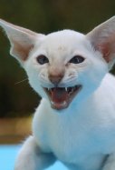 Gato rabia / Pixabay