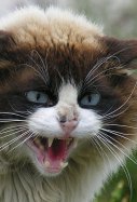 Gato rabia humana / Wikipedia