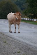Vaca / Pixabay