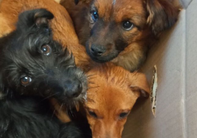 Cachorros abandonados / Os Palleiros