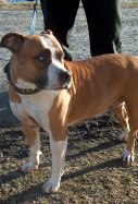 American Staffordshire / wikimedia commons
