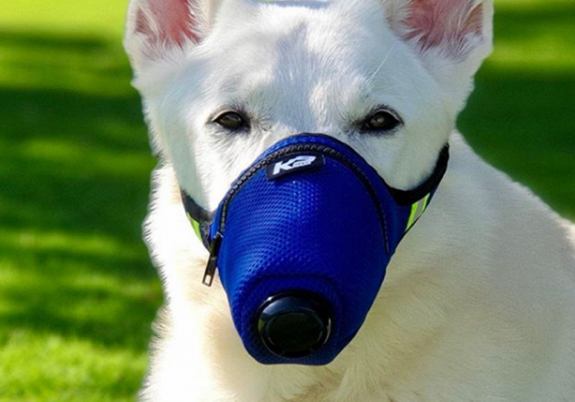 Coronavirus màscares gos / Instagram