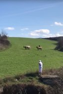 Vacas Navarra