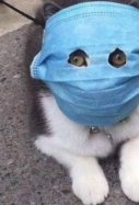 Gato con mascarilla en China / Weibo