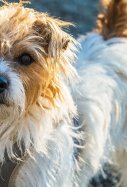 Perro pequeño / Pixabay