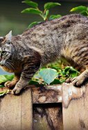 Gato / Pixabay