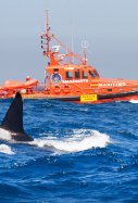 orcas galicia