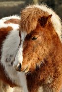 Poni / Pixabay