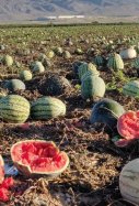 Melones y sandías / Jose Miguel Diaz Martinez