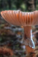 Shitake / Pixino