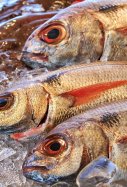 Un vecino roba el pescado fresco a otro vecino / Pixabay